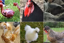 Gà đẻ trứng xanh và những giống gà quái dị nhất