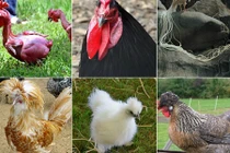 Gà đẻ trứng xanh và những giống gà quái dị nhất