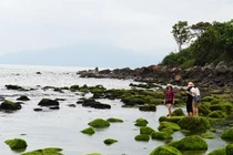 Đà Nẵng trưng cầu ý dân để điều chỉnh dự án ven biển 