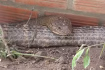 Phát hiện cặp 'rắn hổ mây' nặng 60 kg, dài hơn 6 m ở núi Cấm