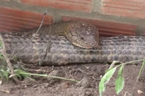 Phát hiện cặp 'rắn hổ mây' nặng 60 kg, dài hơn 6 m ở núi Cấm