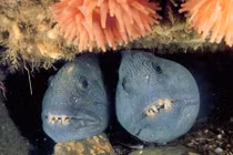 Rùng mình thủy quái có khuôn mặt sói cực hung dữ