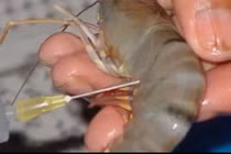 Cách phân biệt tôm sú tiêm tạp chất tránh bệnh tật