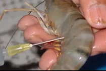 Cách phân biệt tôm sú tiêm tạp chất tránh bệnh tật