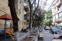 Hàng cây sưa bất ngờ rụng lá như mưa hiện giờ ra sao?