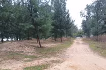 Cận cảnh rừng phòng hộ Quảng Xương bị tỉnh Thanh Hóa xóa sổ bởi 1 văn bản