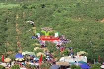 Sơn La: Xem gái Mông thi hái mận tại Mộc Châu