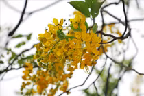 Đường ven hồ Tây như được “dát vàng” bởi muồng hoàng yến