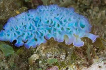 Những loài sên biển đẹp hút hồn nhất Trái đất