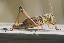 Những loài thú cưng độc không tin nổi của đại gia nhà giàu