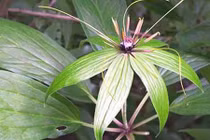 Tung tiền săn lùng cây thất diệp nhất chi hoa độc lạ