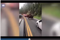 Video: Cái kết của người đàn ông thách thức bò rừng khổng lồ ở Mỹ