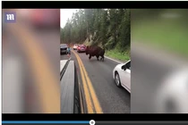 Video: Cái kết của người đàn ông thách thức bò rừng khổng lồ ở Mỹ