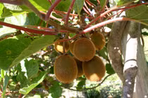 Cách trồng kiwi tại nhà cực dễ ít ngờ