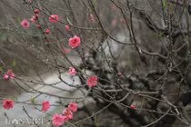 Vườn đào đẹp nhất Hà Nội vắng bóng người dịp Tết dương lịch