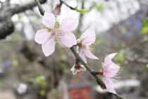 Ảnh: Người dân trồng đào Vân Tảo tất bật cho Tết Kỷ Hợi 2019