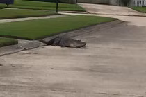 Cá sấu khổng lồ bật nắp cống chui ra đường dọa người