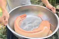 Ngày Tết đi thả lưới, bắt được cá trê vàng khủng dài hơn nửa mét