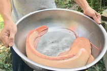 Ngày Tết đi thả lưới, bắt được cá trê vàng khủng dài hơn nửa mét