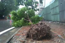 Hàng loạt cây xanh trên phố Hà Nội bật gốc sau bão số 3