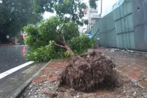 Hàng loạt cây xanh trên phố Hà Nội bật gốc sau bão số 3