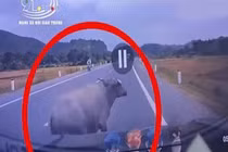 Clip: Ô tô tông văng 5 mét, con trâu vẫn bật dậy bỏ chạy