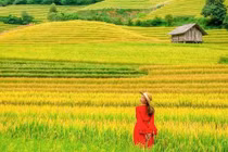 Mùa vàng Nậm Cang đẹp như tranh, hấp dẫn giới trẻ đến check in