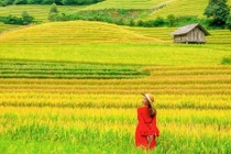 Mùa vàng Nậm Cang đẹp như tranh, hấp dẫn giới trẻ đến check in