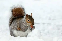 Loài động vật có vú Bắc cực thay đổi hành vi do Trái đất nóng lên