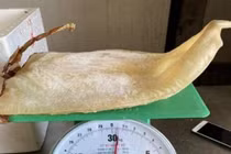 Mực khô siêu to, giá siêu rẻ thực chất là mực gì?