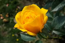 Từ giữa tháng 8/2022, 3 con giáp đón đầu vận may, vươn tầm sự nghiệp