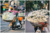Cúc họa mi chớm đông “đổ bộ” trên phố Hà Nội
