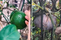 Cây ăn quả mọc ngang ngược, gia chủ đau đầu nghĩ cách giải cứu