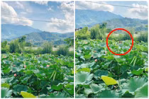 Nhờ người thân chụp ảnh ao sen, cô gái “tá hỏa” vì điều này?