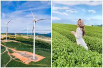 Cảnh đẹp như phim, đồi chè hút giới trẻ rần rần check in 