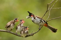 Vì sao chim mẹ sẵn sàng bỏ đói một số chim con? 