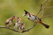 Vì sao chim mẹ sẵn sàng bỏ đói một số chim con? 