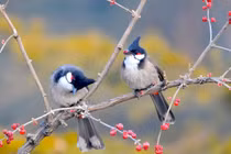 Bước sang tháng 4, 4 con giáp như cá gặp nước