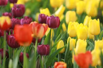 Trẻ sinh vào 5 ngày Âm lịch này, tự lập tương lai rộng mở