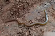 Những bí ẩn chưa được giải đáp về tổ tiên loài rắn