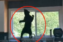 Video: Hoảng loạn khi phát hiện 3 chú gấu đột nhập vào nhà