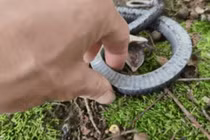 Thợ săn lật tẩy chiêu trò của rắn mũi hếch: Giả chết săn mồi 