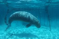 Sự thật vô tình được nhóm thợ lặn khám phá dưới đáy đại dương 