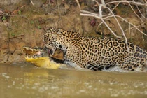 Cận cảnh màn săn giết cá sấu ngoạn mục của báo gấm 