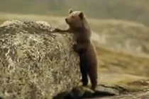 Video: Gấu con bị sư tử truy sát thu về hơn 37 triệu lượt xem