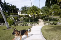 Ngớ ngẩn khó tin, biệt thự hơn 700 tỉ bị chú chó rao bán