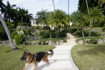 Ngớ ngẩn khó tin, biệt thự hơn 700 tỉ bị chú chó rao bán