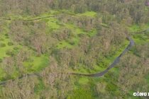 Chiêm ngưỡng vẻ đẹp của rừng tràm Trà Sư mùa nước nổi ở An Giang