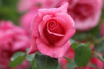 Sinh vào 5 ngày Âm lịch này, khiếm tốn, lại tốt bụng