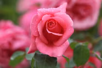 Sinh vào 5 ngày Âm lịch này, khiếm tốn, lại tốt bụng